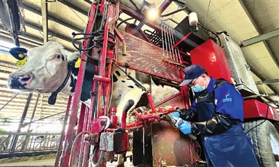 火山策略 每天为30多头奶牛做“美甲”